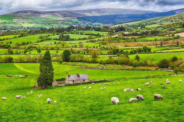 Irish Countryside Travel: A Complete Guide to Ireland’s Hidden Beauty and Rural Charm