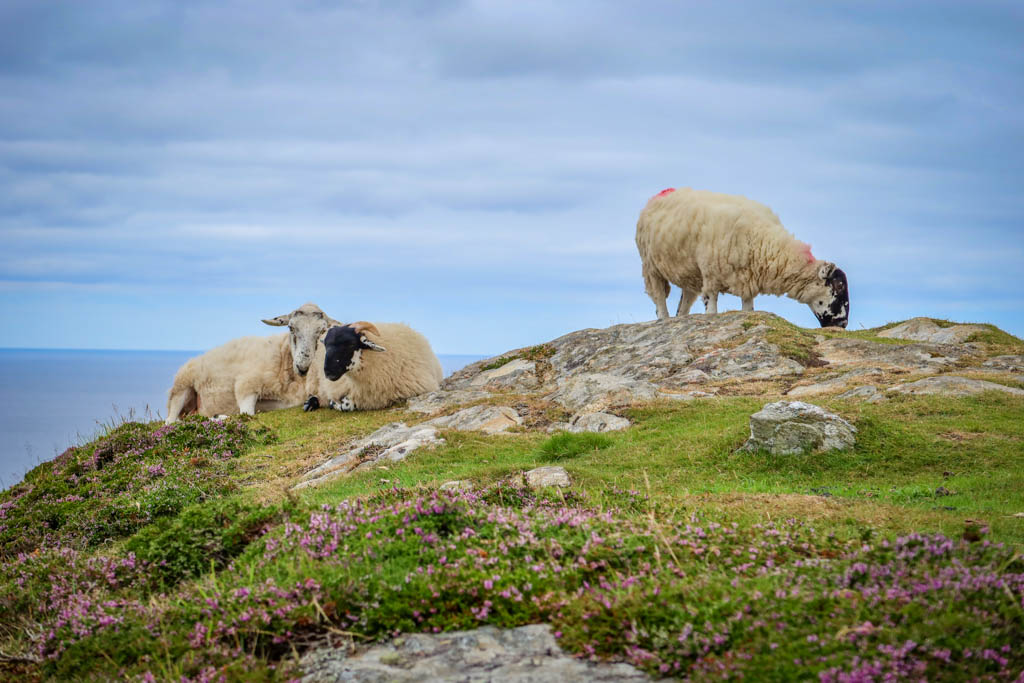 Sheep grazing near a cliffâ€™s edge (for Slieve League)