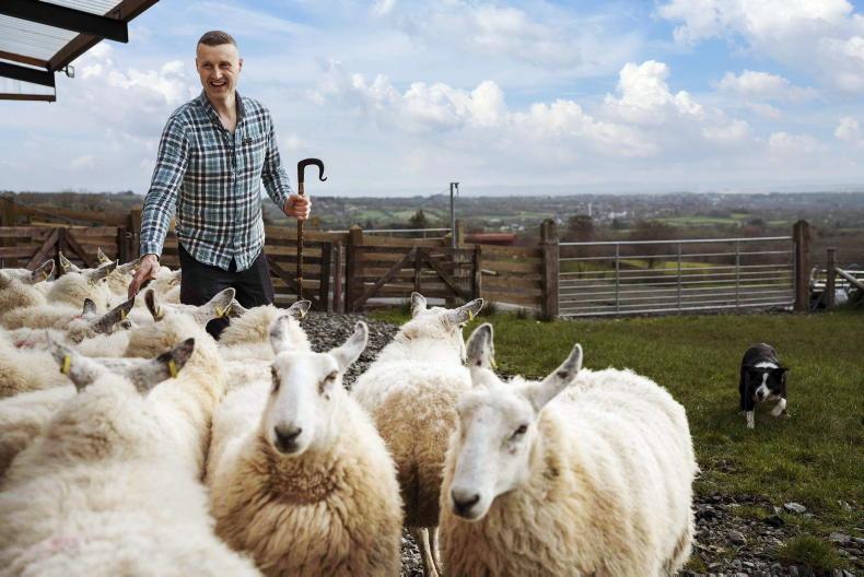 rural Irish farmer and sheepdog in field